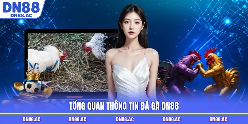 Tổng quan thông tin đá gà DN88